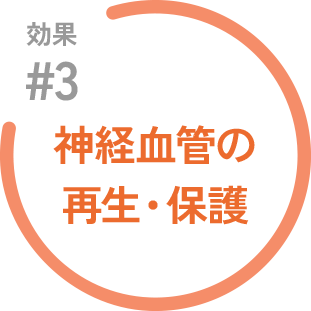 効果#3 神経血管の再生・保護